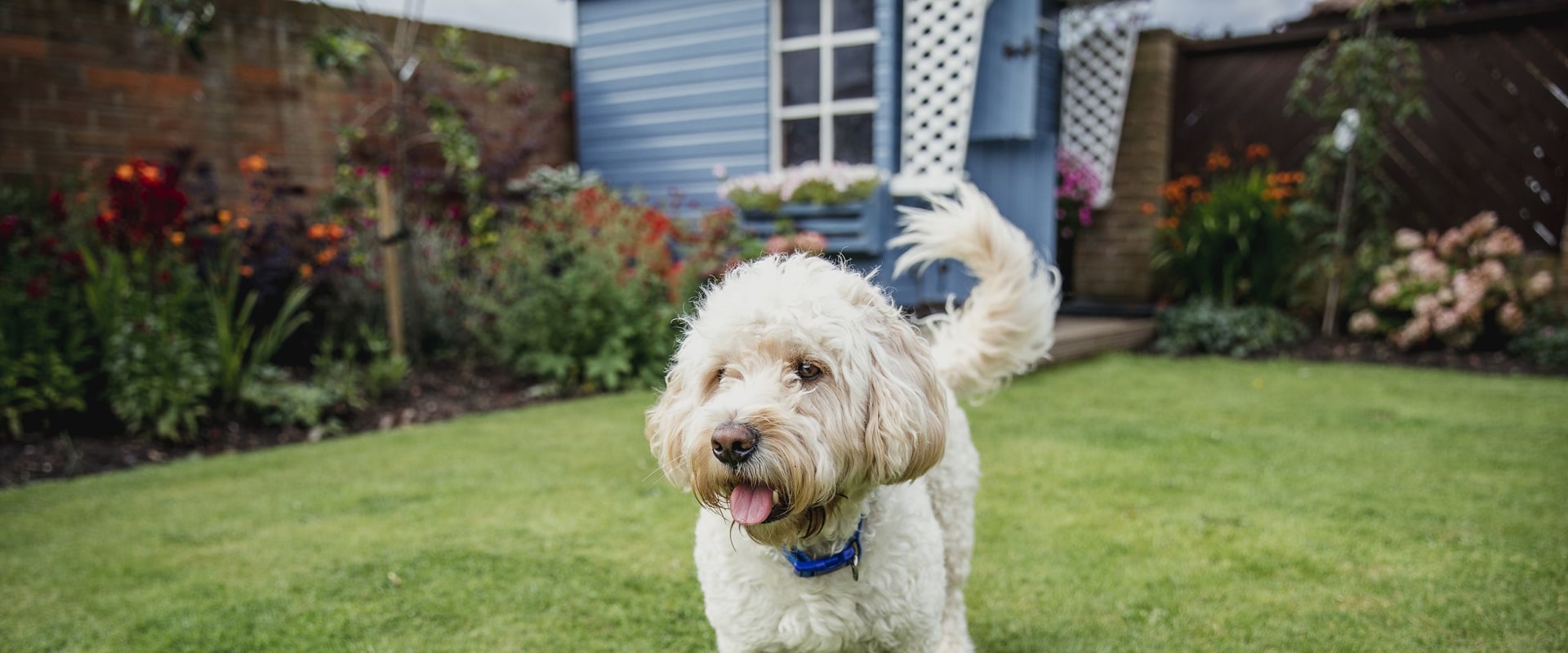 Pet-Friendly Airbnb Options for Staying in Hertfordshire