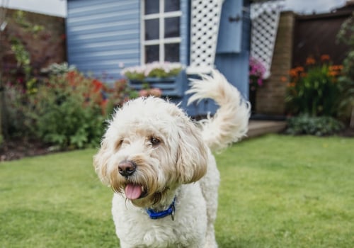 Pet-Friendly Airbnb Options for Staying in Hertfordshire
